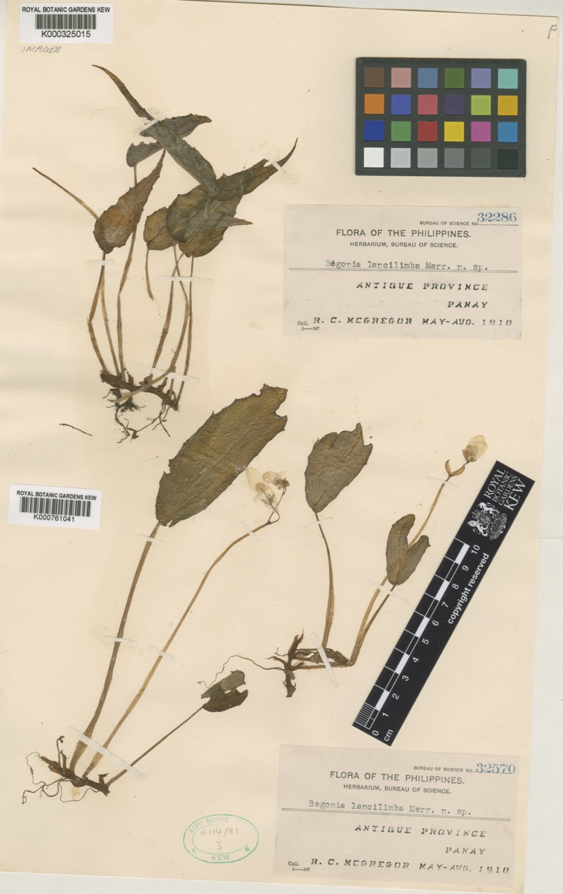 B. lancilimba